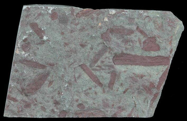 Early Devonian Plant Fossils (Zosterophyllum) - Scotland #66681